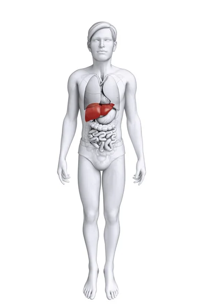 Male liver anatomy — Stock Photo, Image