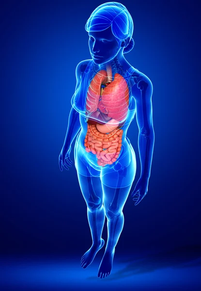 女性的身体的消化系统 — 图库照片