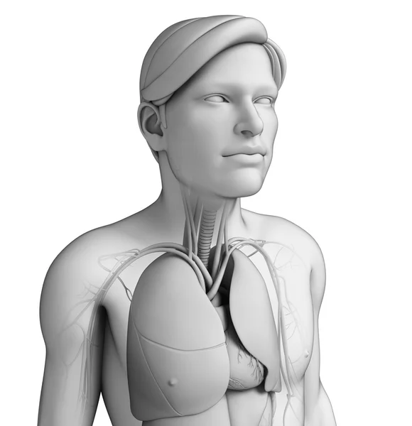 Sistema respiratorio del cuerpo humano —  Fotos de Stock