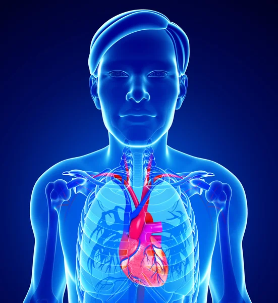 Anatomia del cuore maschile — Foto Stock