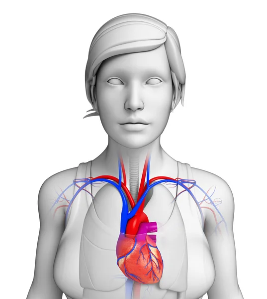 Vrouwelijke hart anatomie — Stockfoto
