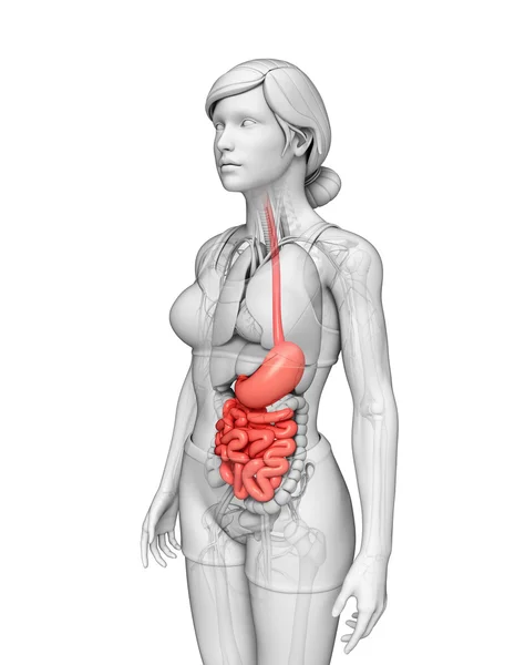 Tenké střevo anatomie ženské — Stock fotografie