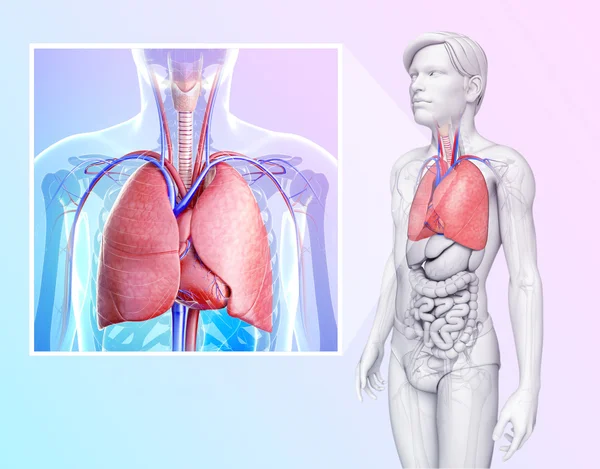 Anatomie pulmonaire humaine — Photo