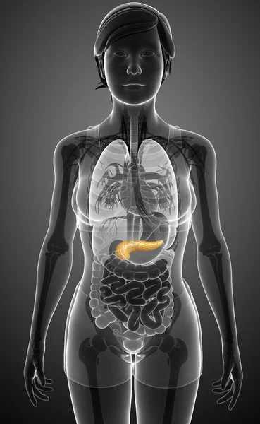 Anatomia kobiety trzustki — Zdjęcie stockowe