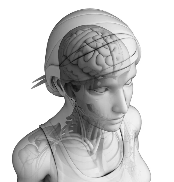 Human head anatomy — 图库照片