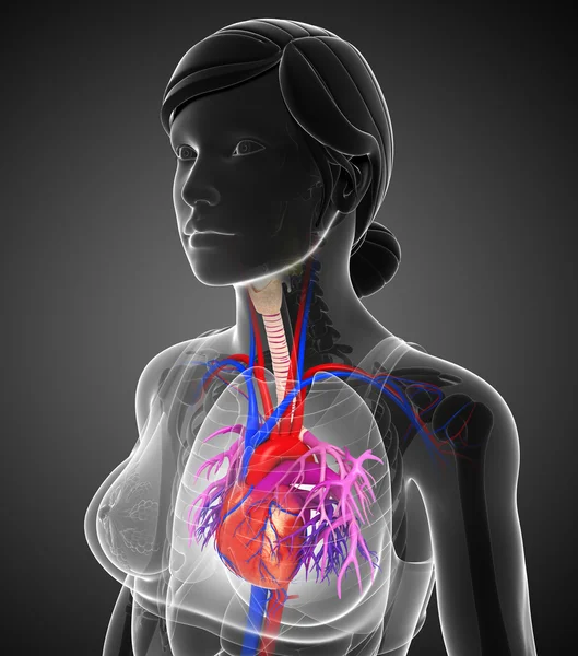 Anatomia del cuore femminile — Foto Stock
