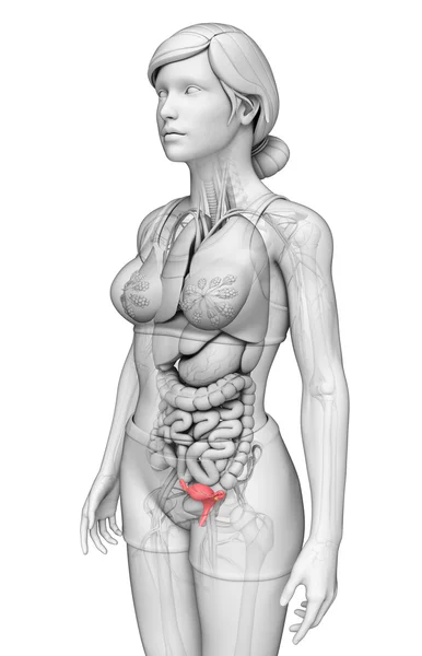 Anatomie der weiblichen Gebärmutter — Stockfoto