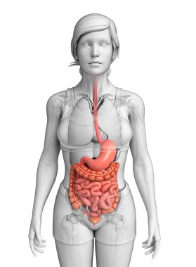 erkek anatomisi ince bağırsak