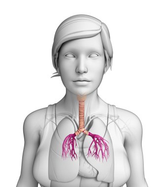 kadın boğaz anatomisi