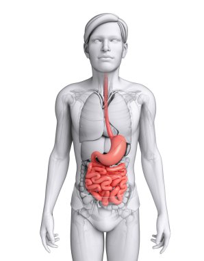 Small intestine anatomy of male clipart