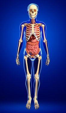  erkek iskeleti ve sindirim sistemi