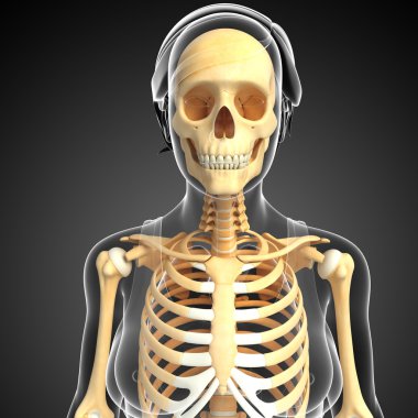 insan Önden Görünüm iskelet