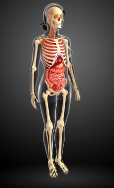 dişi iskeleti ve sindirim sistemi