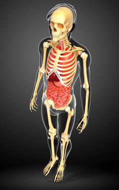 erkek iskeleti ve sindirim sistemi
