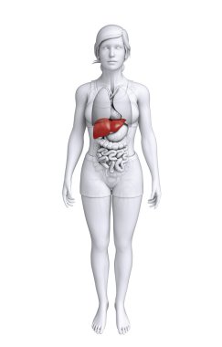 kadın karaciğer anatomisi