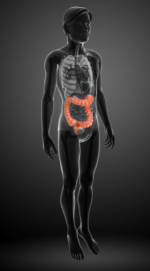 kalın bağırsak erkek anatomisi