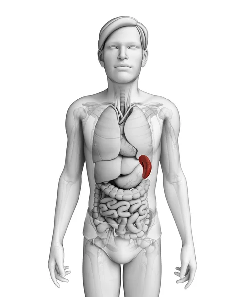 男性脾脏解剖 — 图库照片