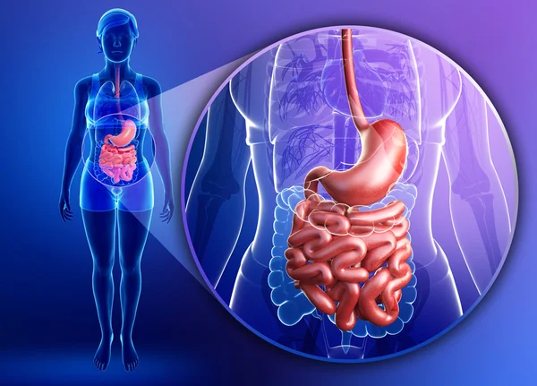 Anatomia dell'intestino tenue femminile — Foto Stock