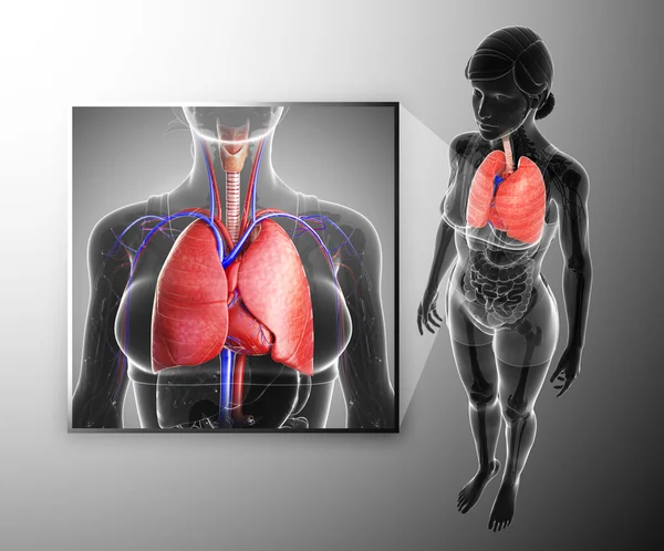 Anatomía pulmonar humana — Foto de Stock