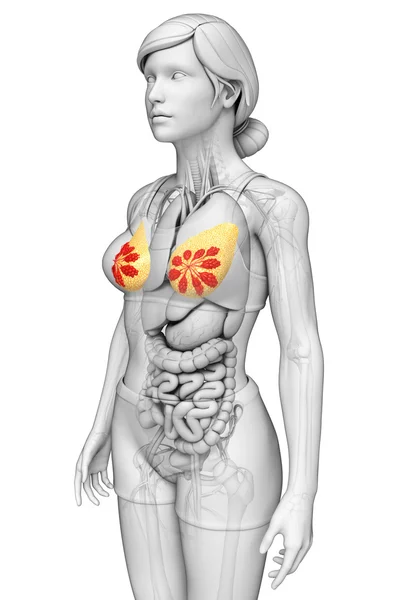 Женский рисунок груди — стоковое фото