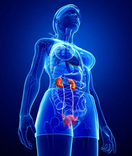 女性泌尿系统 — 图库照片