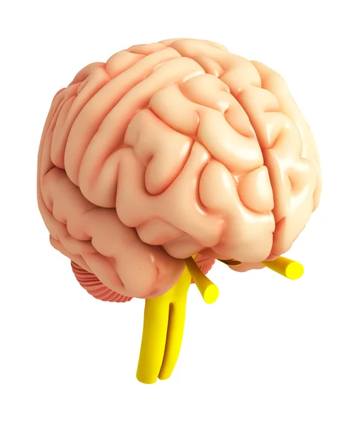 Human brain antomy — Stock Photo, Image