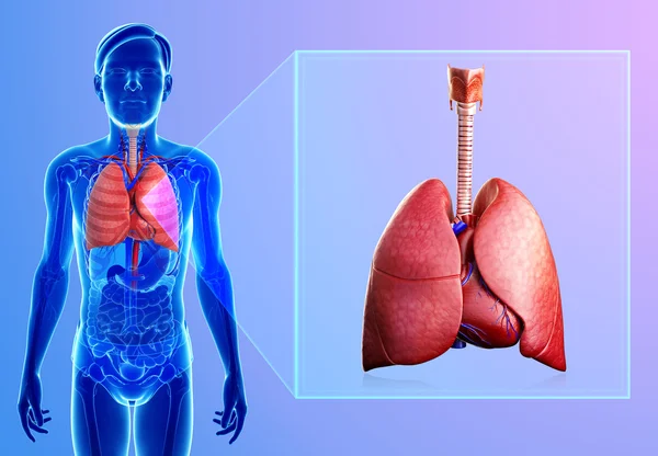Anatomía pulmonar humana — Foto de Stock