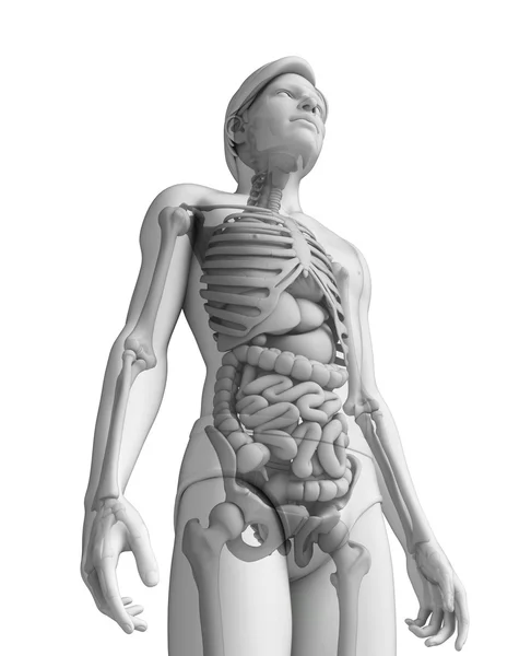 Matsmältningssystemet av manliga anatomi — Stockfoto
