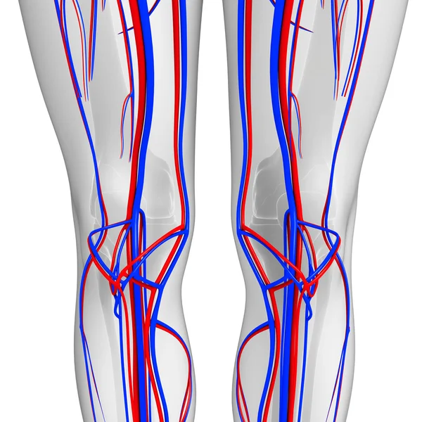 Knie bloedsomloop — Stockfoto