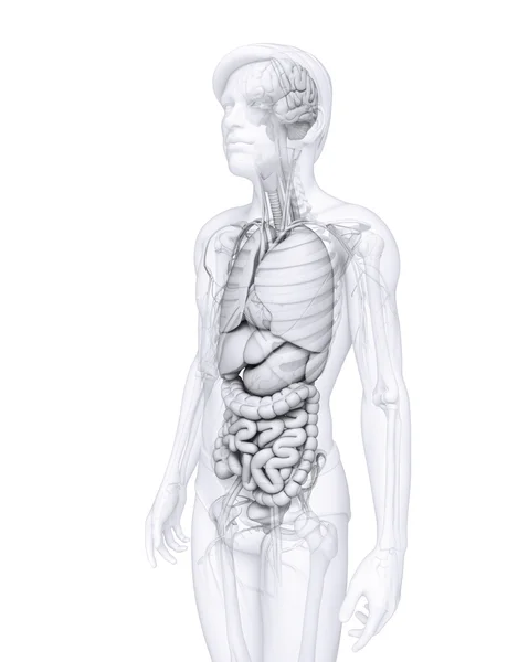 Spijsverteringsstelsel van de mannelijke anatomie — Stockfoto