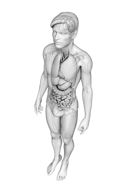 男性の解剖学の消化器系 — ストック写真