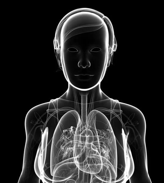 Obra artística del sistema respiratorio de rayos X femenino — Foto de Stock
