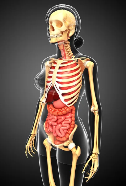 Female skeleton and digestive system — Stock Photo, Image