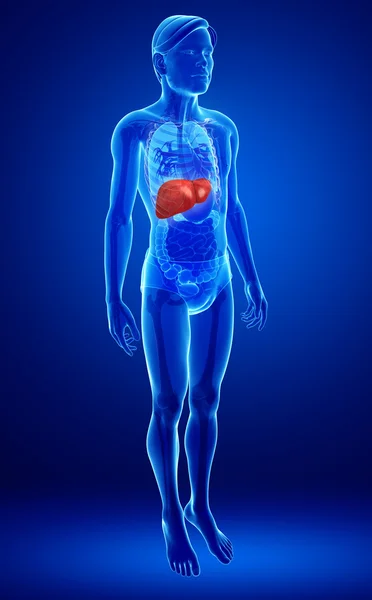 男性肝脏解剖 — 图库照片