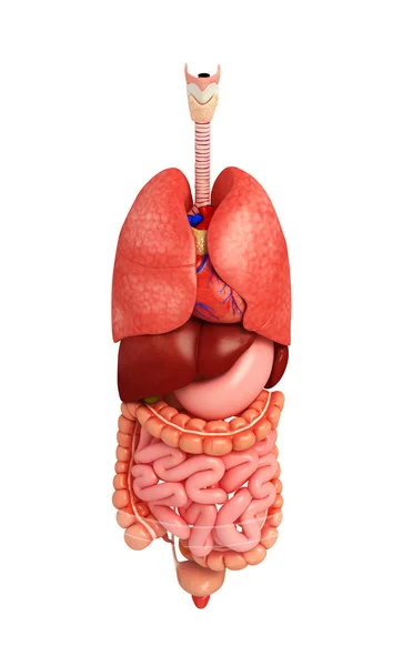 Sistema digestivo del cuerpo humano — Foto de Stock