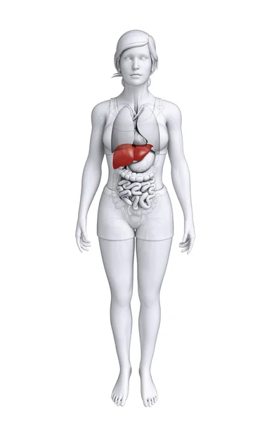 Kobiecej anatomii wątroby — Zdjęcie stockowe