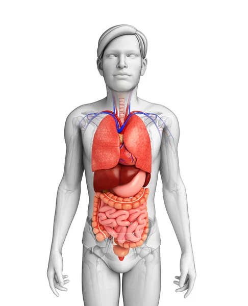 Verdauungssystem des männlichen Körpers — Stockfoto