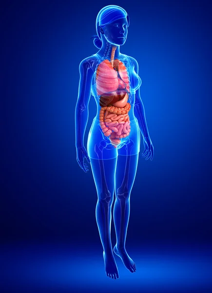 Verdauungssystem des weiblichen Körpers — Stockfoto