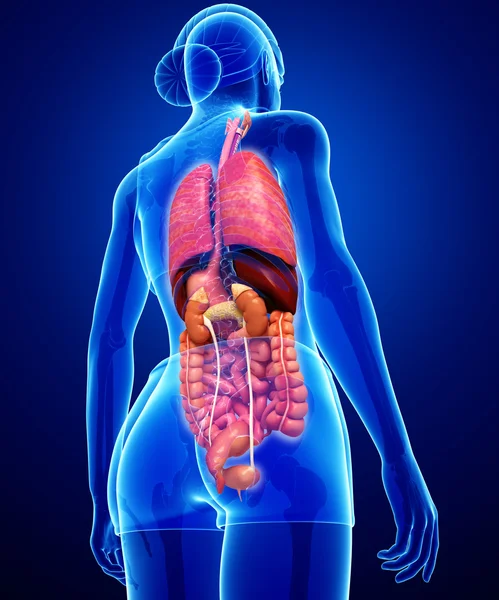 Female digestive system artwork — Stock Photo, Image