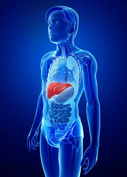 Male liver anatomy — Stock Photo, Image