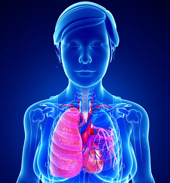 Male lungs anatomy — Stock Photo, Image