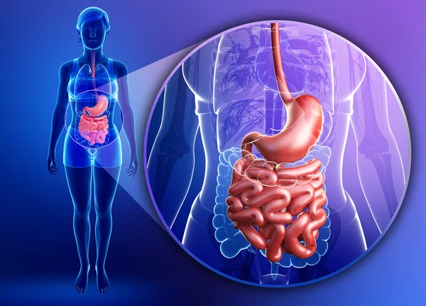 Anatomía del intestino delgado de la mujer Fotos De Stock