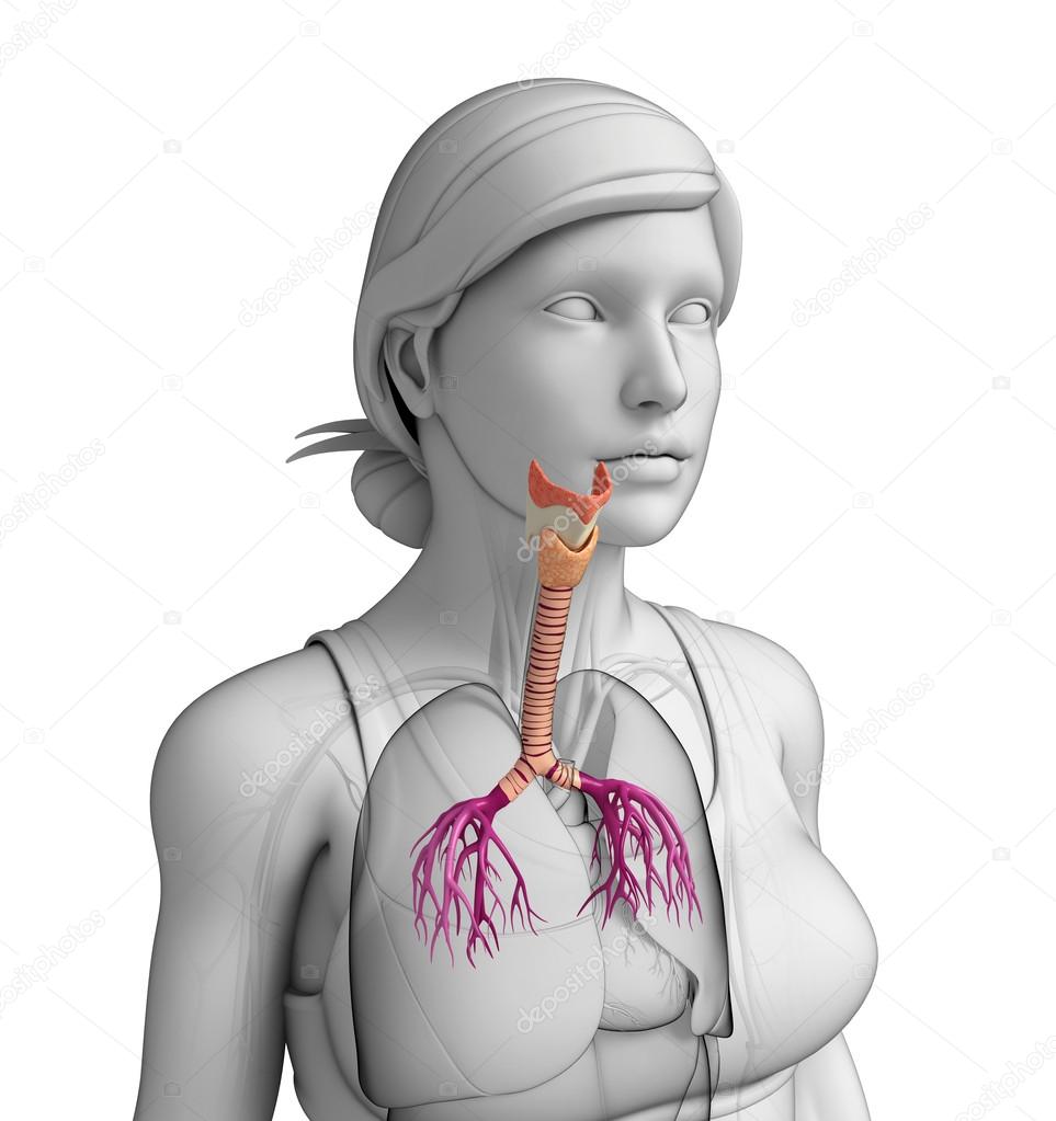 Female throat anatomy