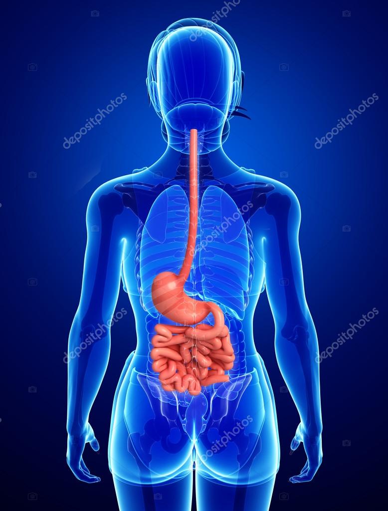 Small intestine anatomy of female Stock Photo by ©pixdesign123 52402809