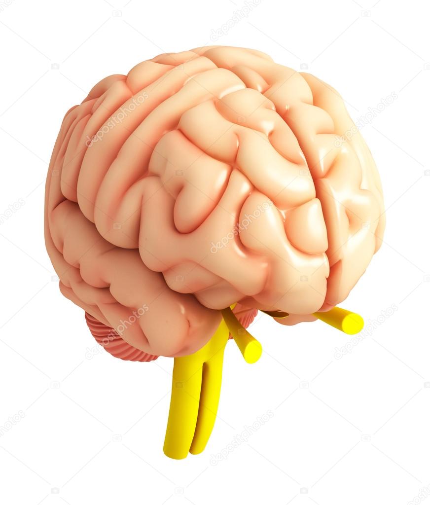 Human brain antomy