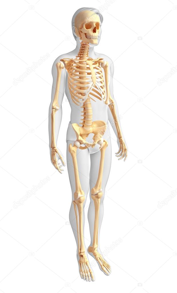 Human skeleton side view
