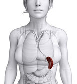 anatomie ženské sleziny