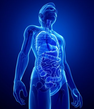 erkek vücudunun Xray sindirim sistemi