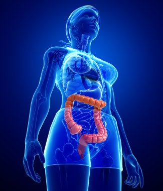 kadın kalın bağırsak anatomisi