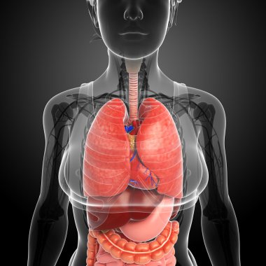 kadın sindirim sistemi resmi